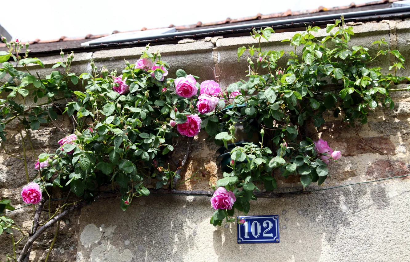 Фото обои дом, стена, розы, номер