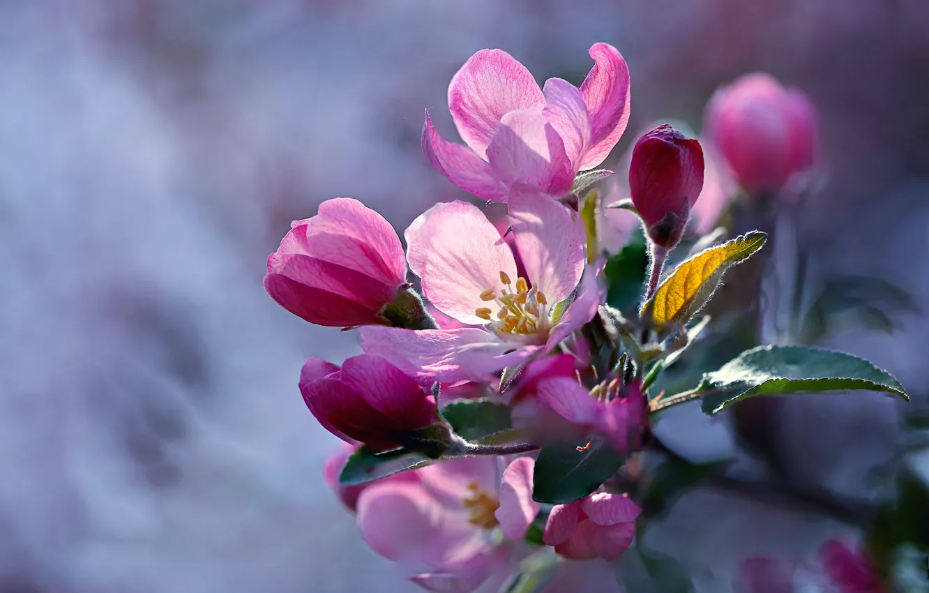 Фото обои макро, ветка, яблоня, цветение, цветки