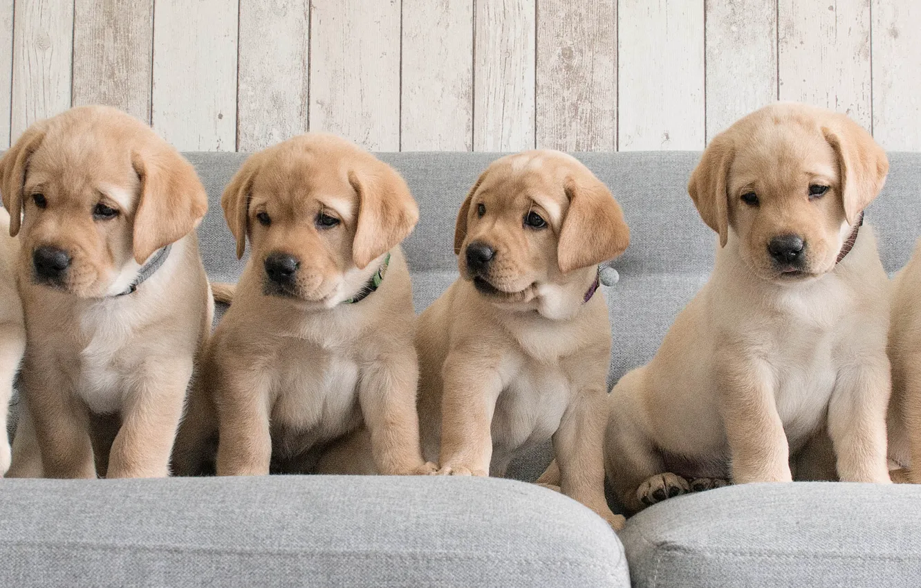 Фото обои собаки, диван, щенки, Голден ретривер, Золотистый ретривер