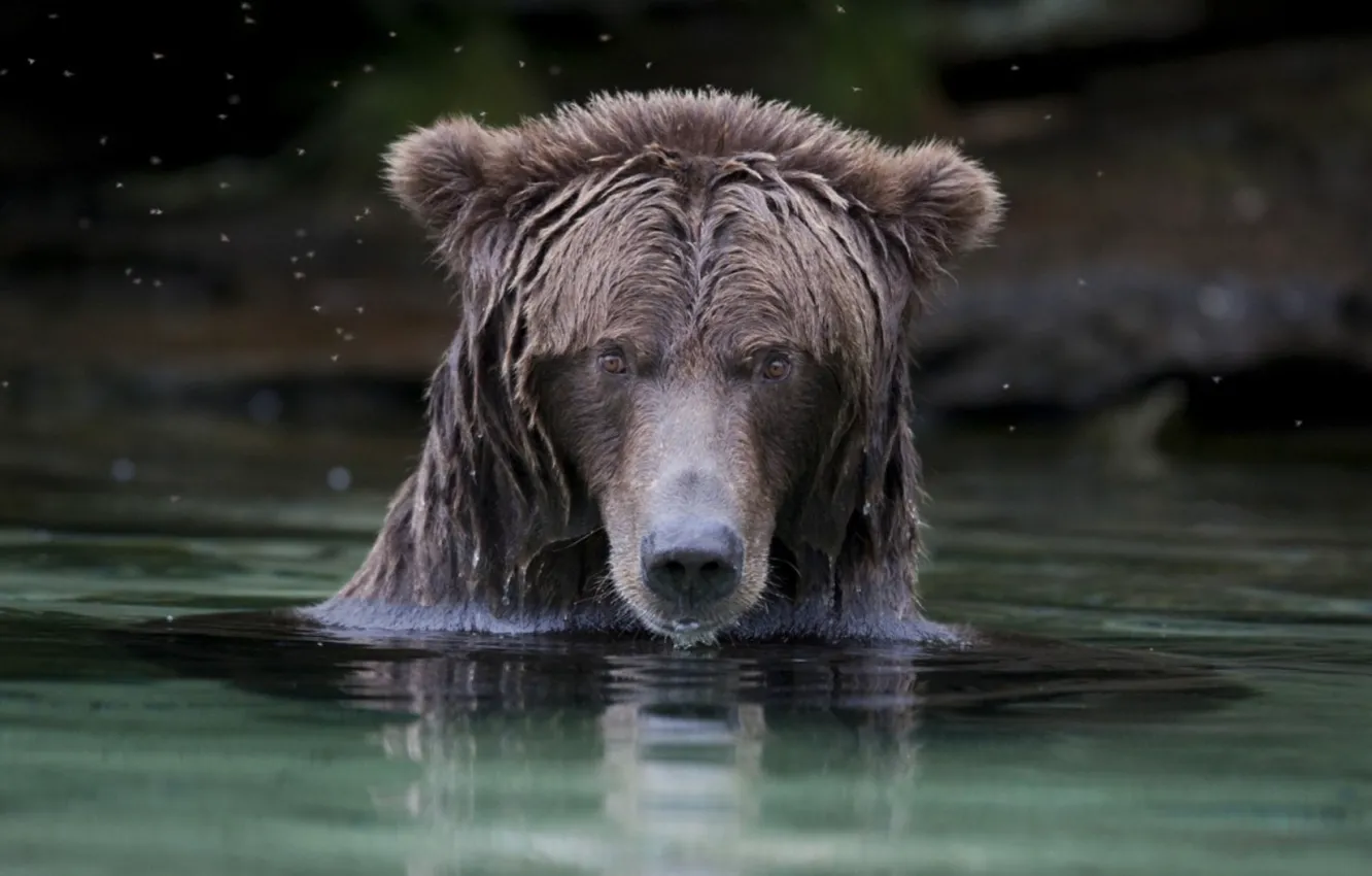 Фото обои bear, animal, wildlife, brown bear