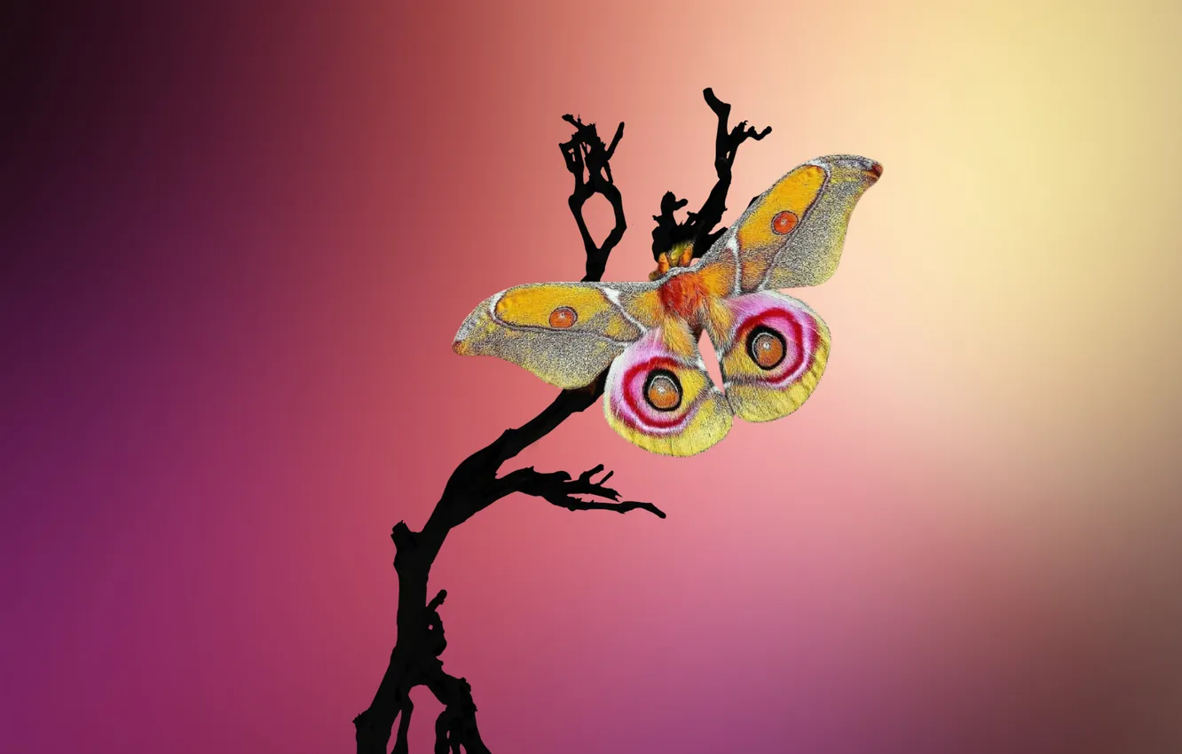 Фото обои yellow, butterfly, purple, branch, gradient