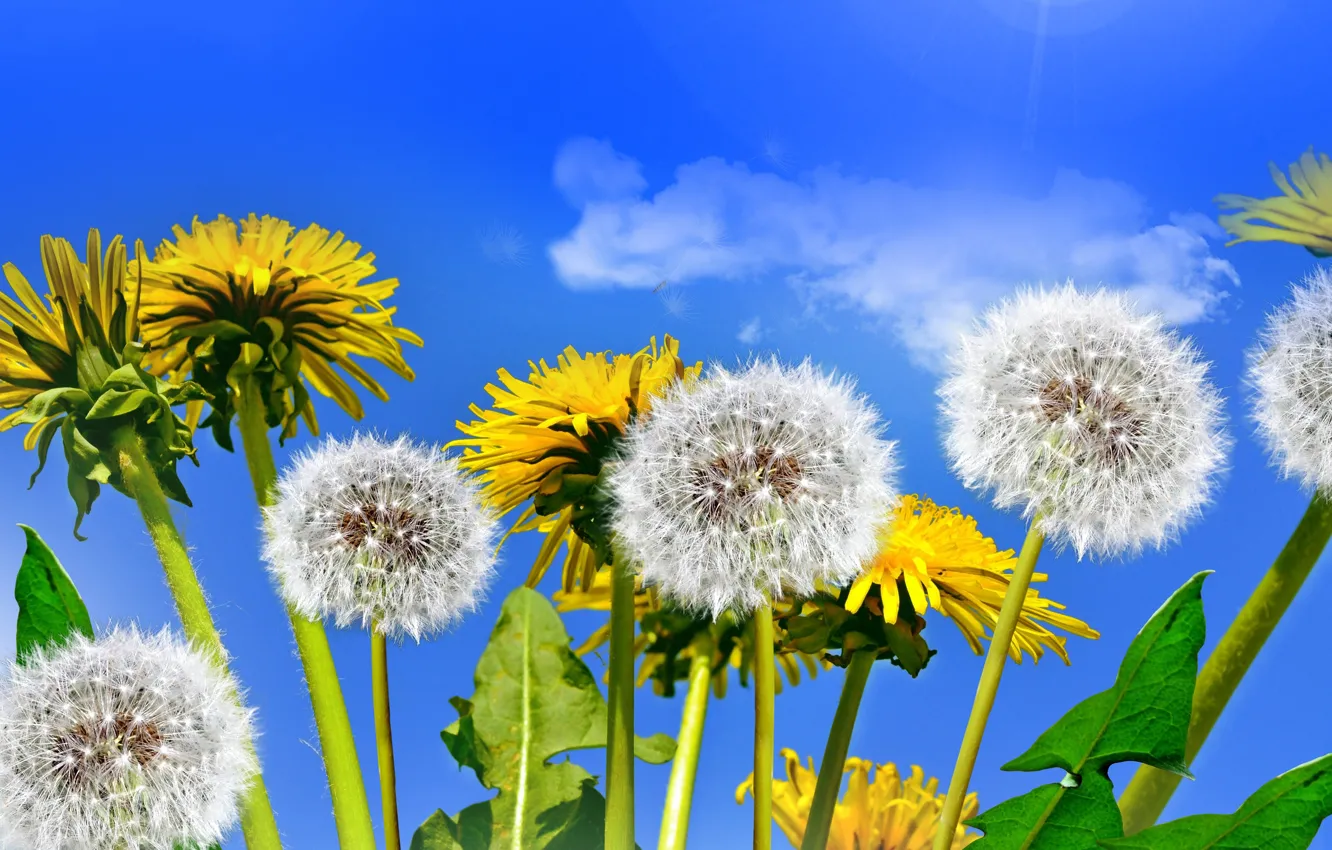 Фото обои поле, небо, солнце, весна, одуванчики, yellow, flowers, spring