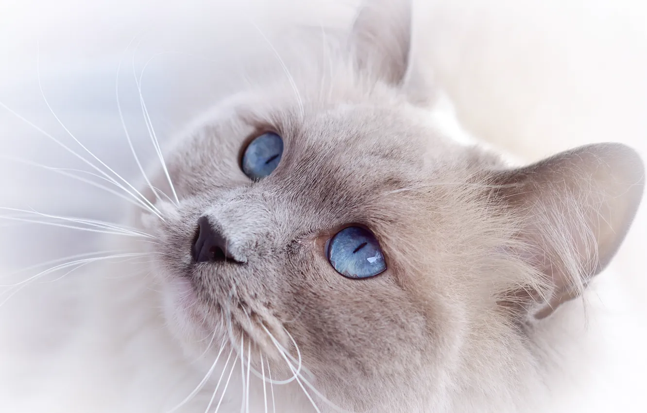 Фото обои кошка, кот, взгляд, морда, голубые глаза