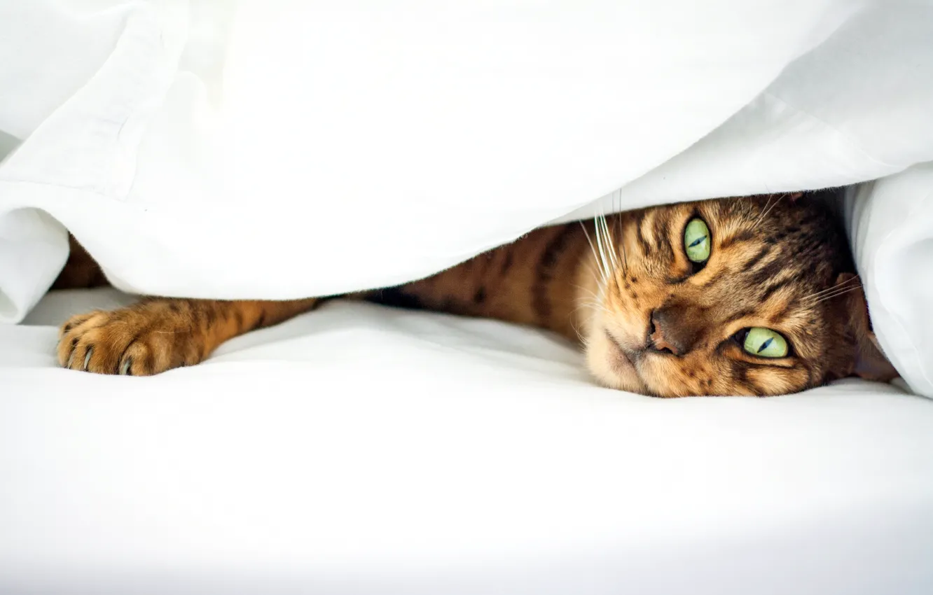 Фото обои кошка, глаза, кот, зеленые, постель, полосатый