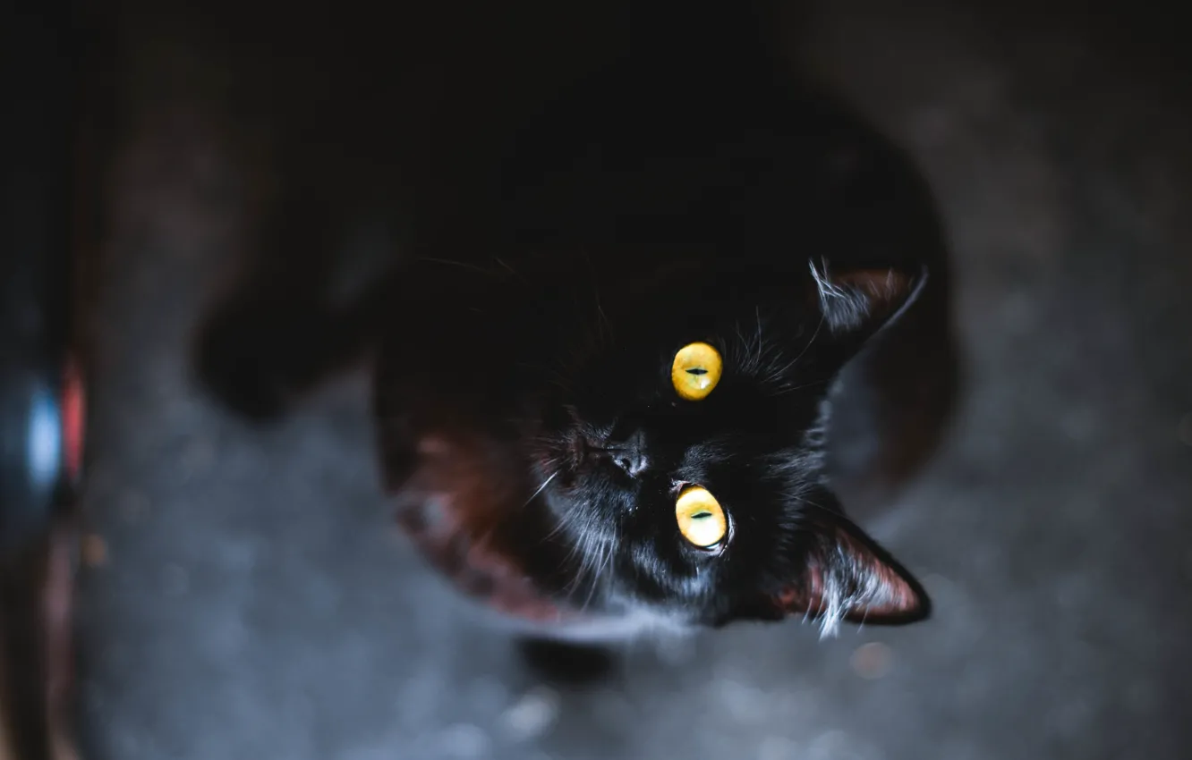Фото обои глаза, кот, животное, черный, желтые, шерсть