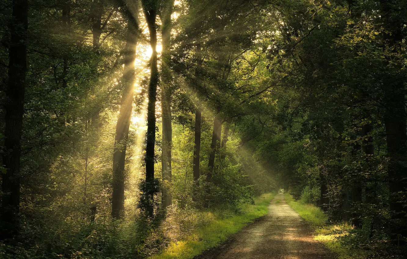 Фото обои дорога, лес, лето, свет