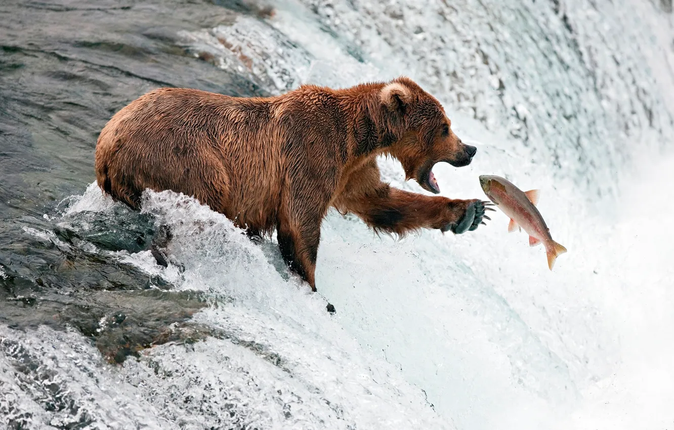 Фото обои река, рыбалка, поток, рыба, медведь
