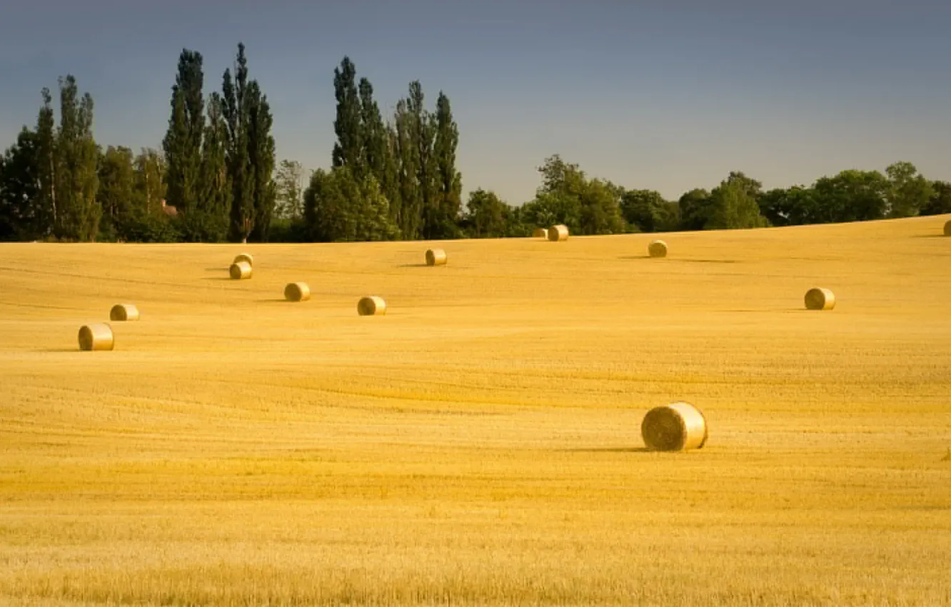 Фото обои поле, лето, сено