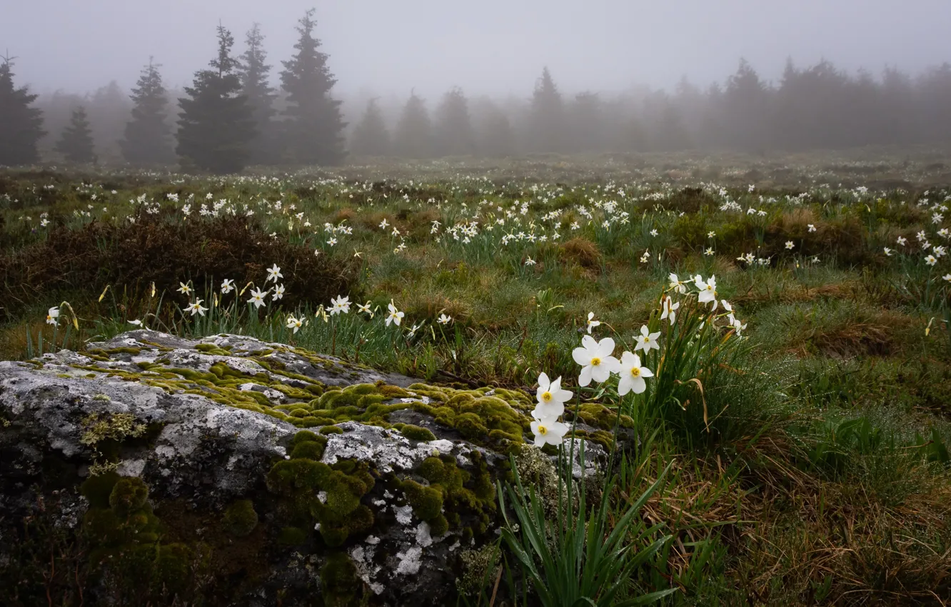 Фото обои поле, цветы, природа, туман, нарциссы