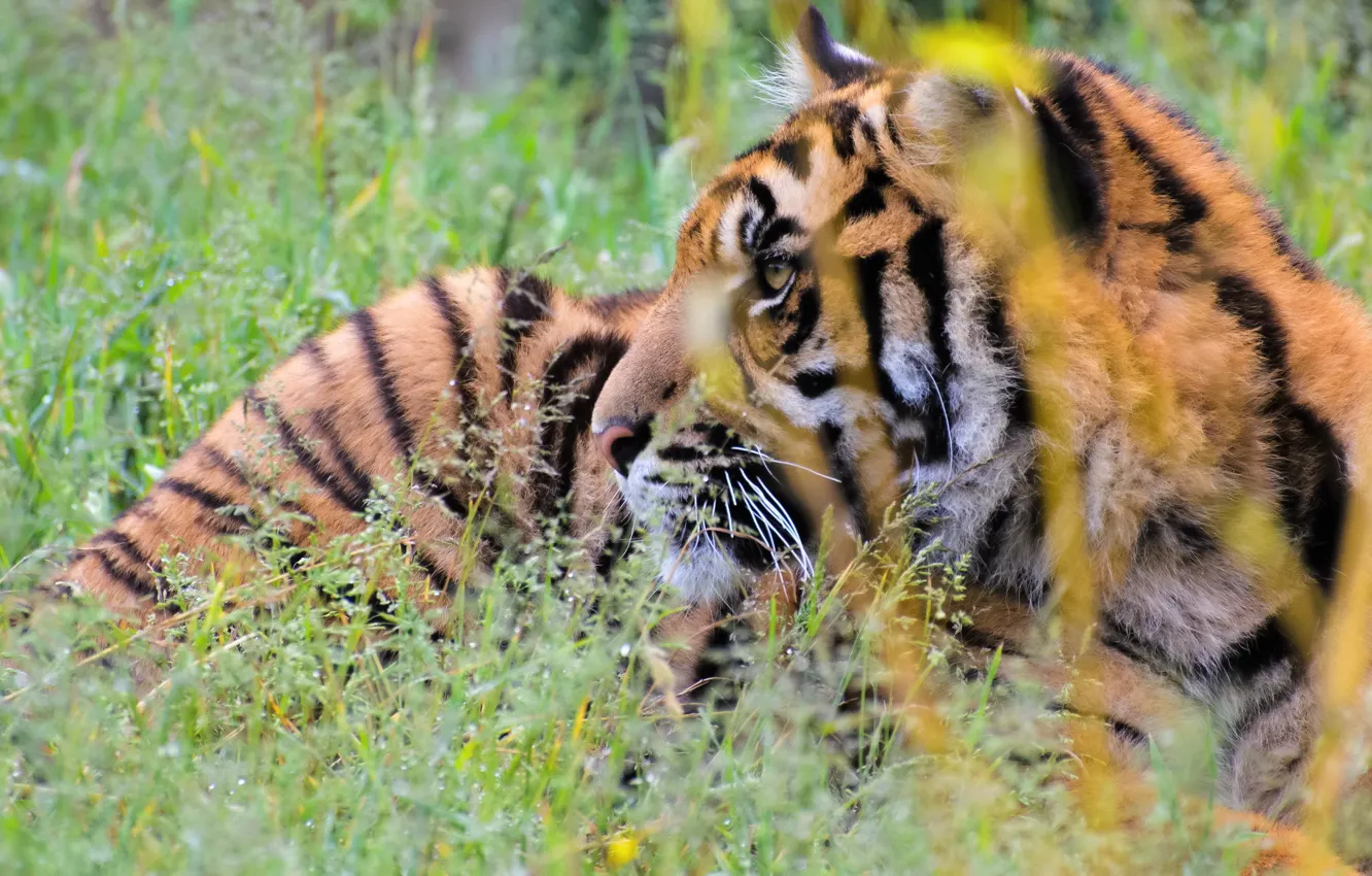 Фото обои трава, морда, тигр, хищник