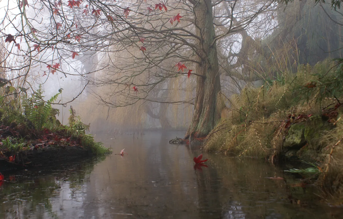 Фото обои осень, туман, река, дерево, Англия