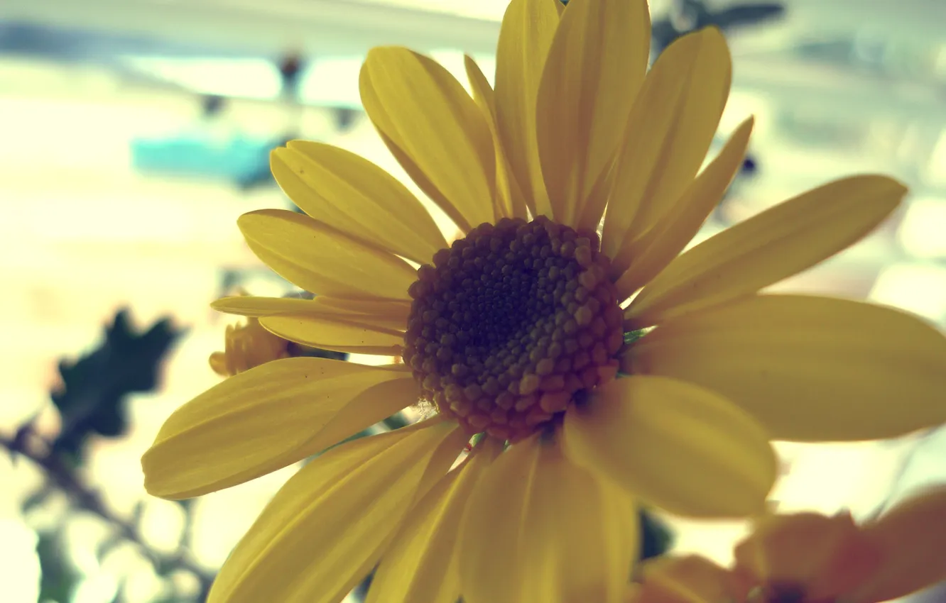 Фото обои цветок, желтый, лепестки