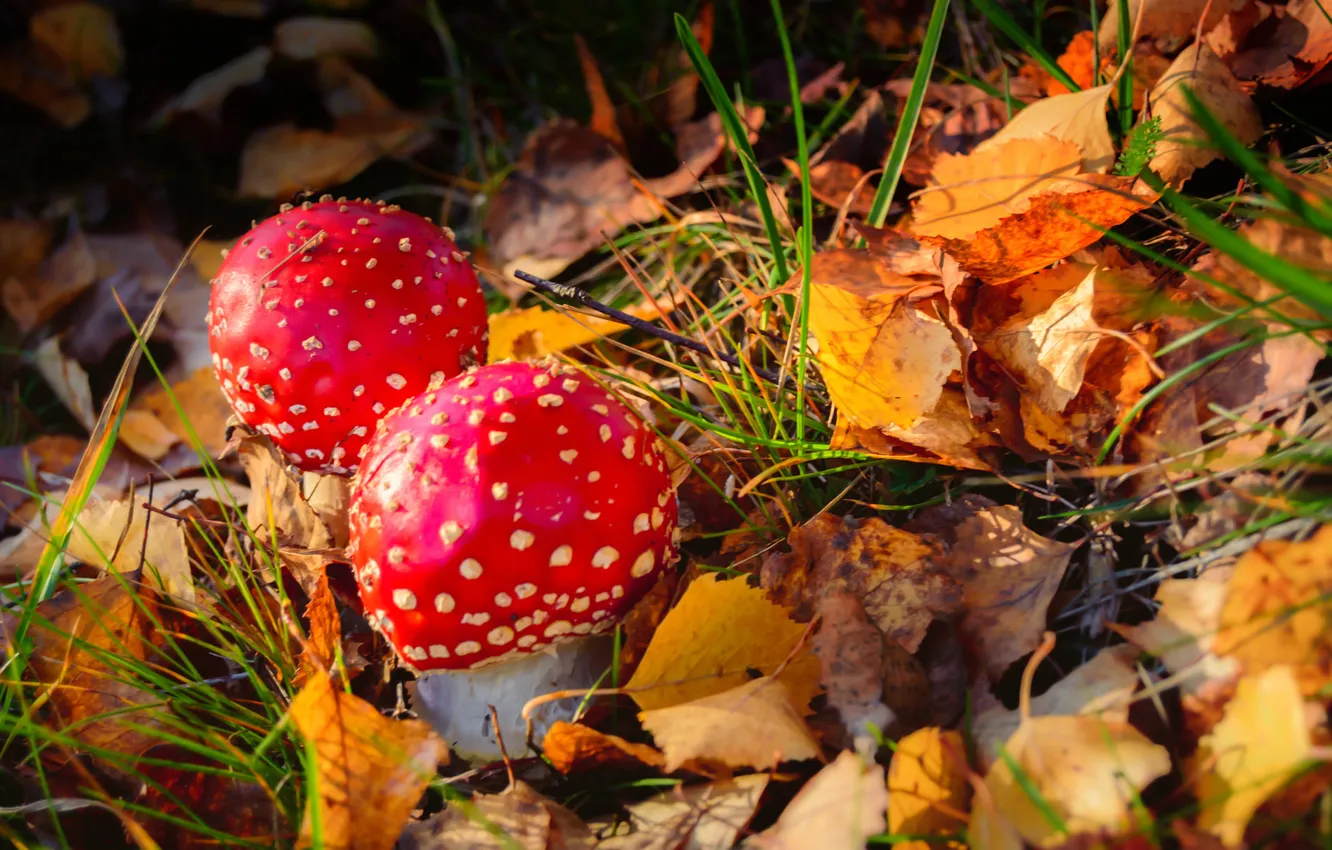 Фото обои осень, лес, листья, грибы