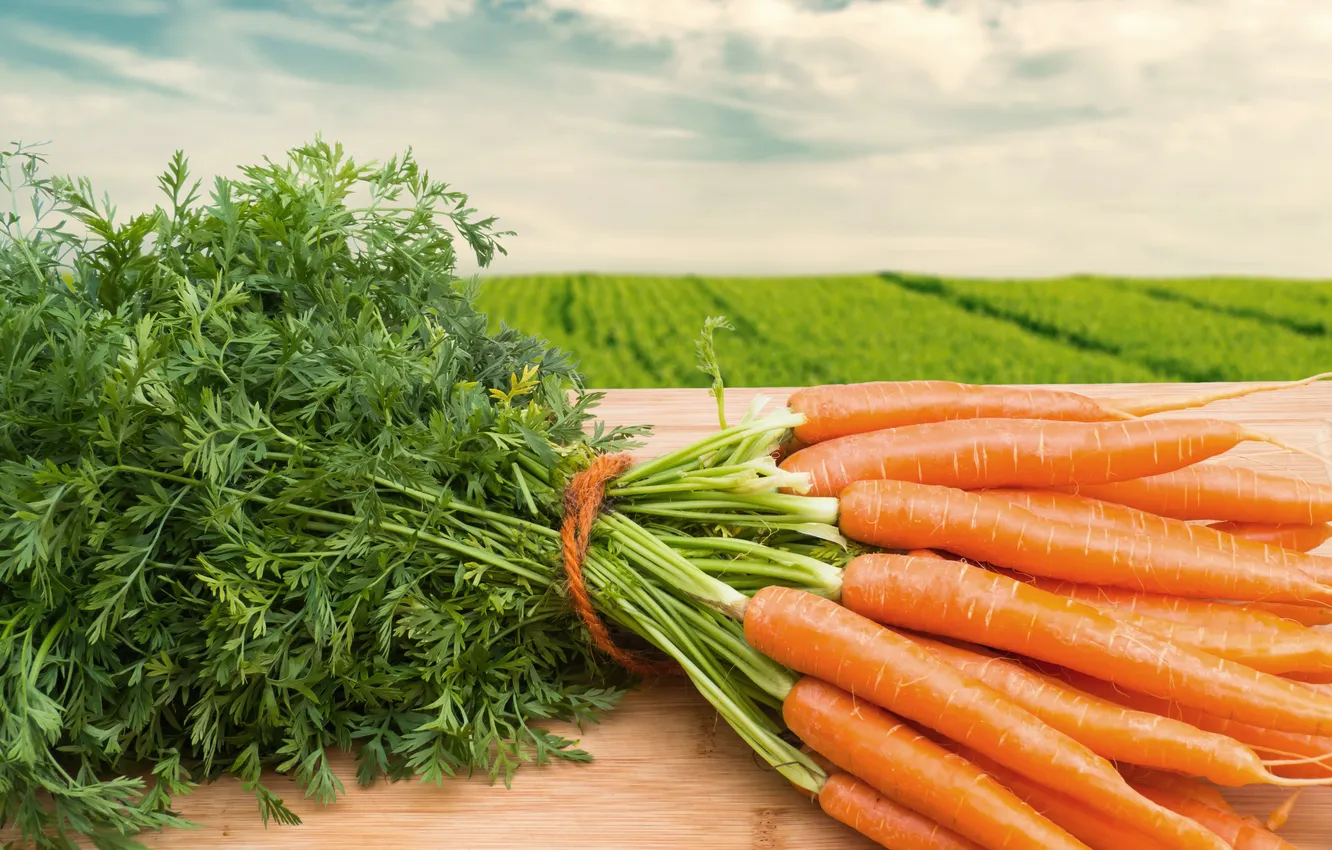 Фото обои морковное поле, carrot field, young carrots, молодая морковь