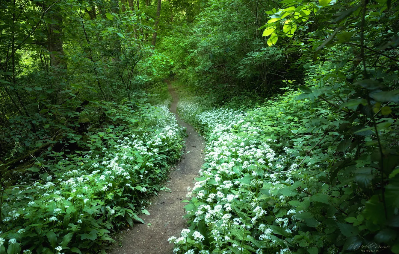 Фото обои дорога, лес, лето