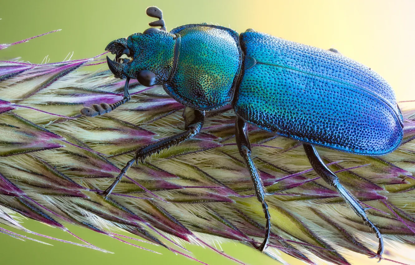 Фото обои макро, жук, насекомое