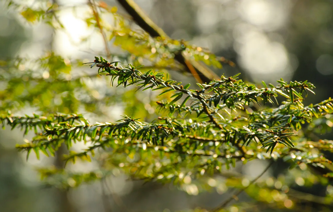 Фото обои park, tree, twig