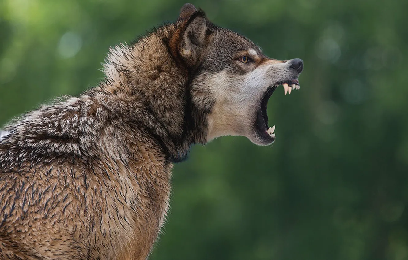 Фото обои nature, predator, animal, wolf, wildlife, portrait., Canis lupus. face • wolf • portrait • predator, …