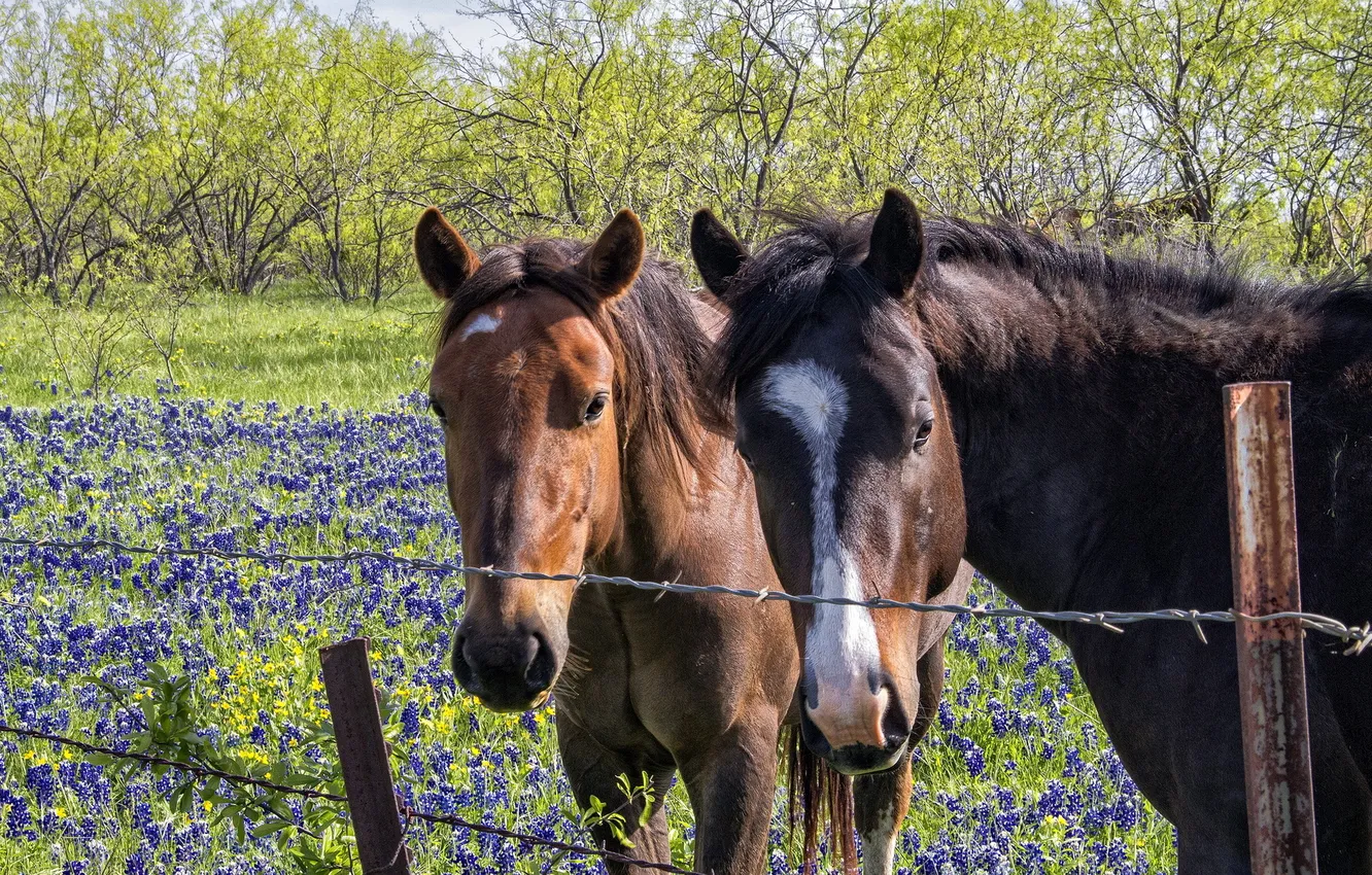 Фото обои цветы, забор, кони