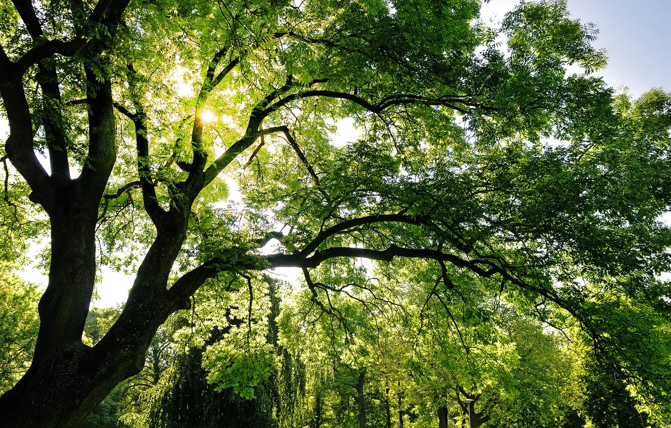 Фото обои лес, листья, солнце, лучи, свет, trees, sun, светло