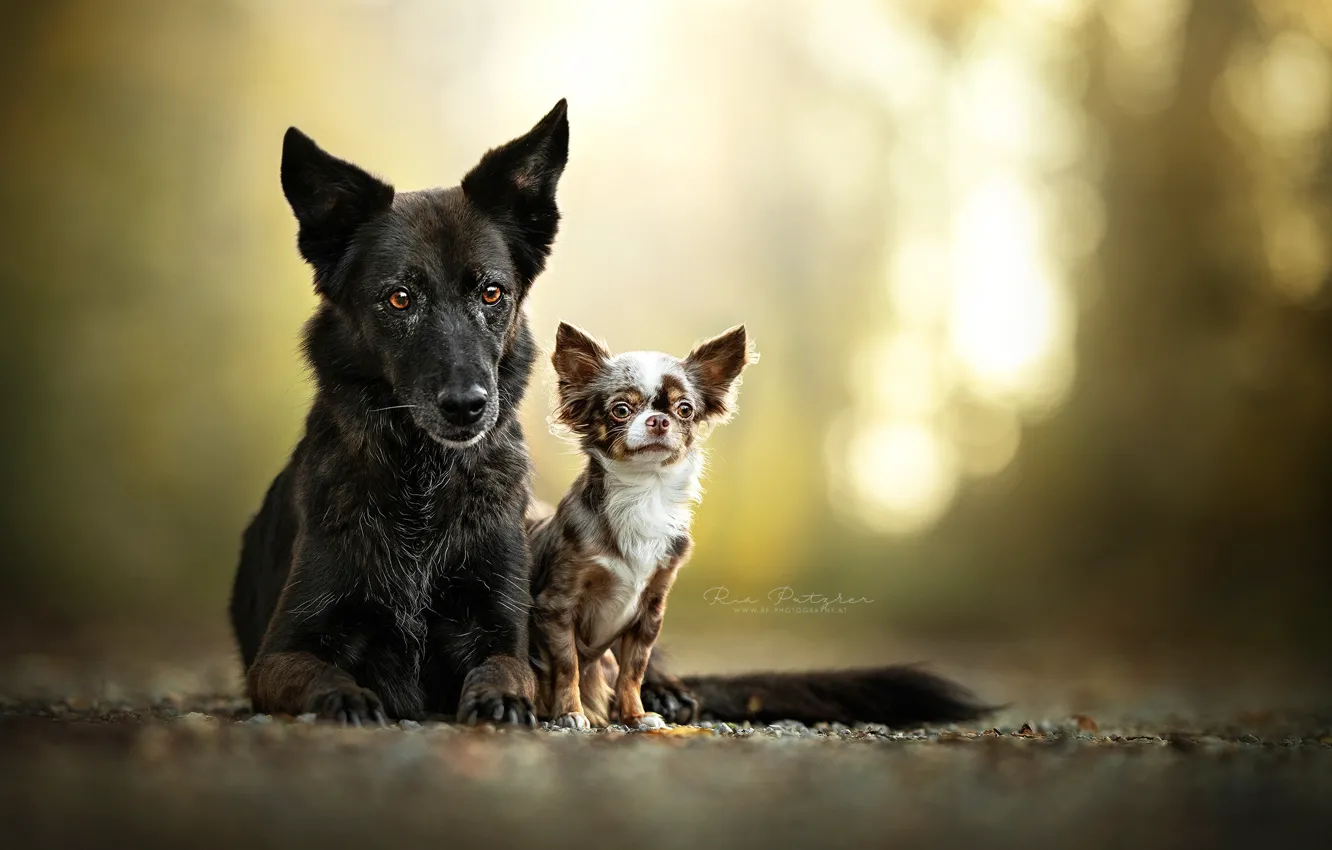 Фото обои парочка, боке, две собаки, Чихуахуа