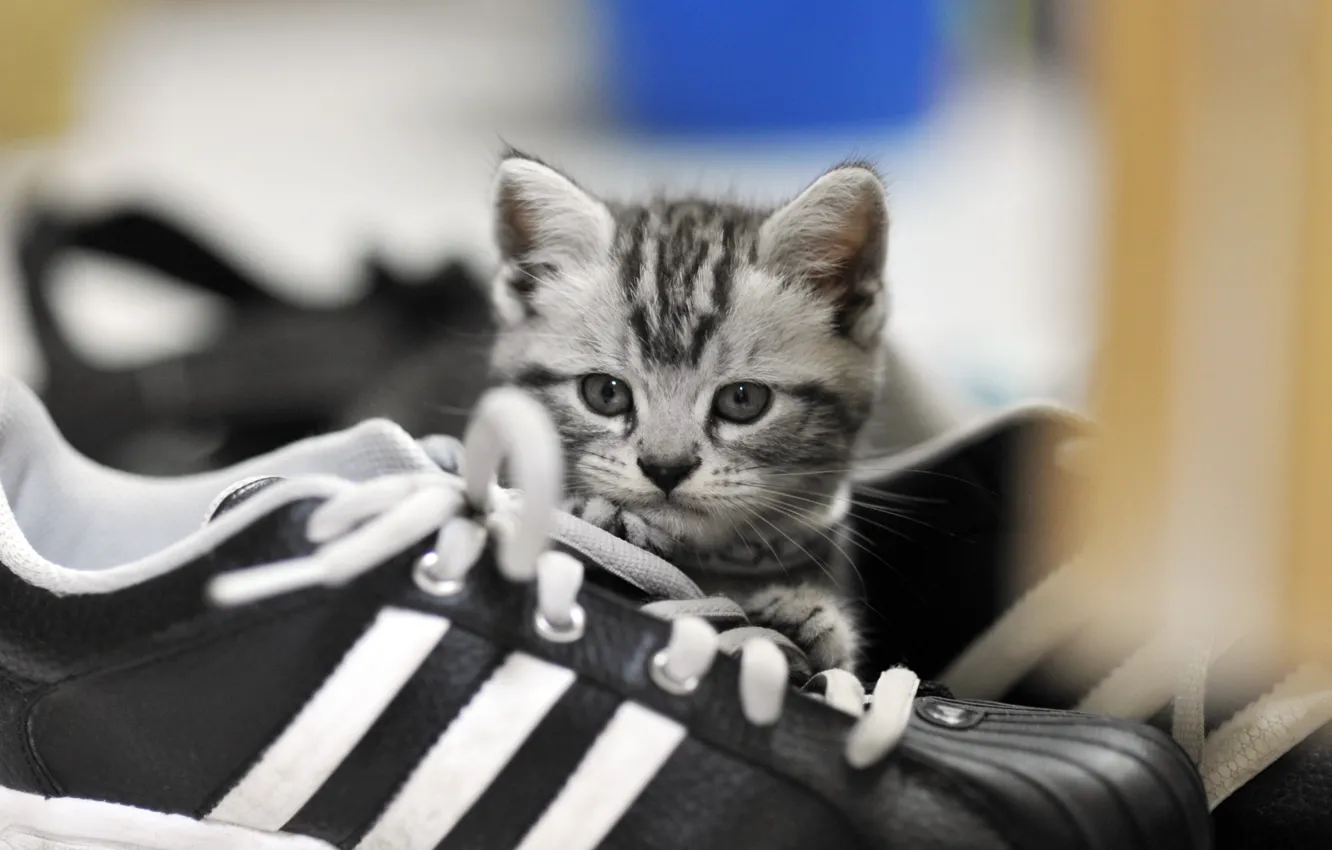 Фото обои глаза, взгляд, котёнок, шнурки, ботинок