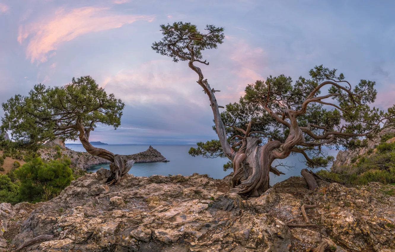 Фото обои море, деревья, пейзаж, природа, скалы, сосны, Крым, Новый Свет