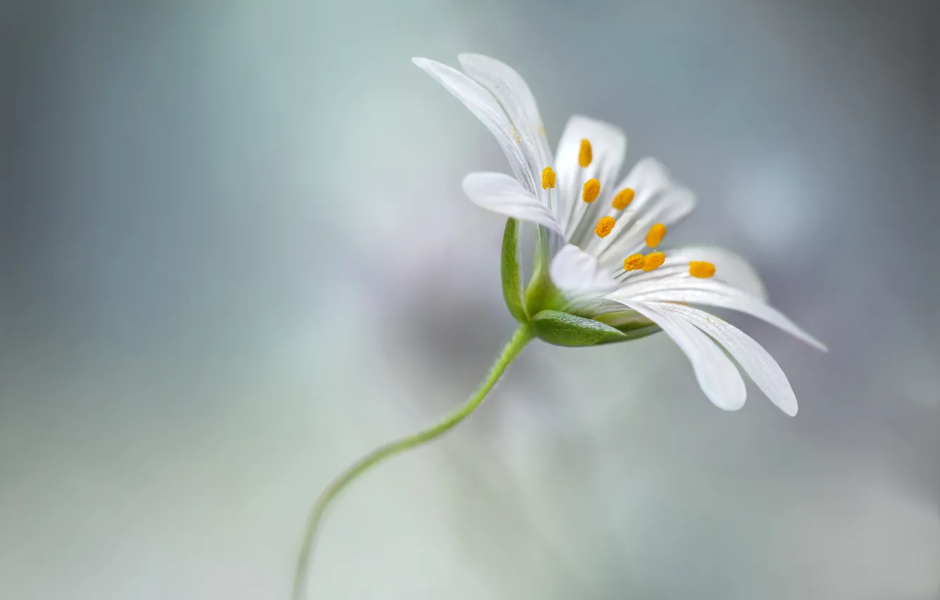 Фото обои цветок, макро, flower, macro