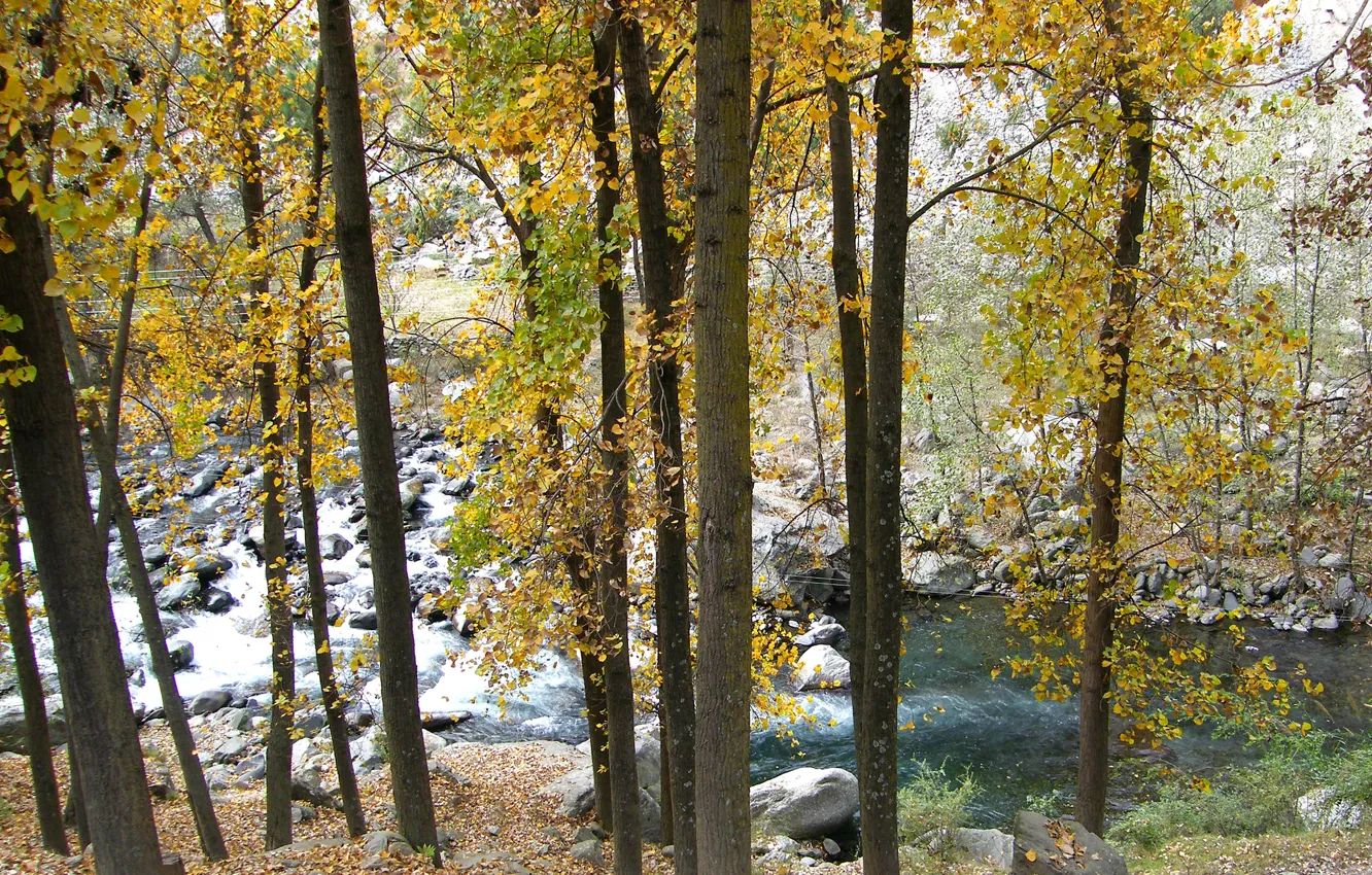 Фото обои осень, деревья, горы, река, камни