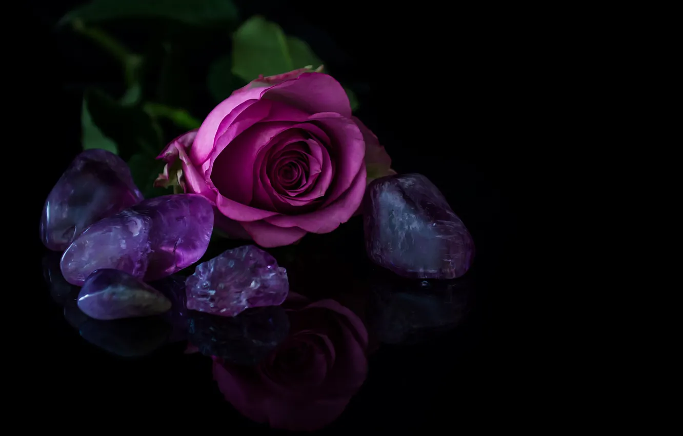 Фото обои цветы, фон, розы