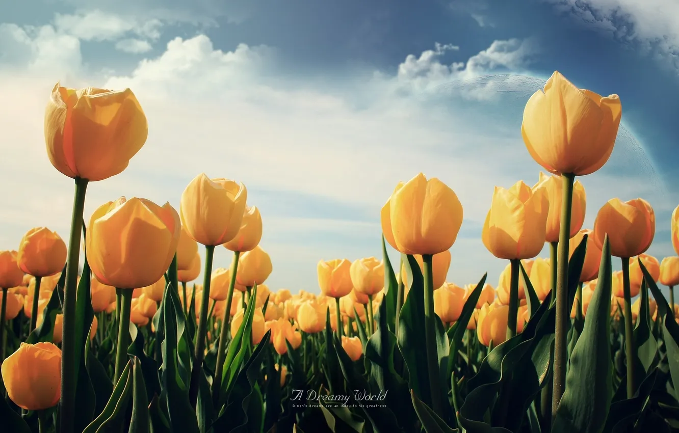 Фото обои небо, желтые, тюльпаны