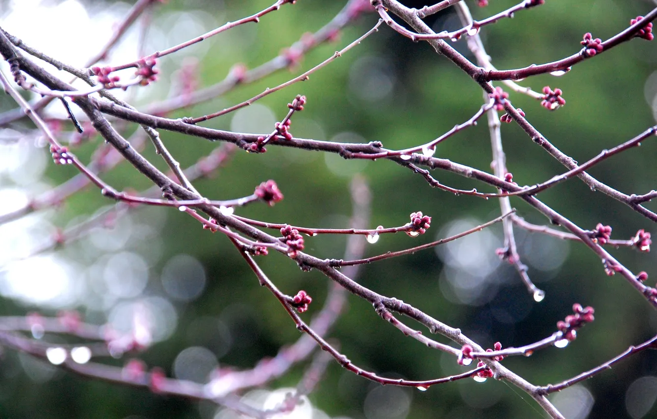 Фото обои капли, ветки, rain, macro, blur, Nikon D40, drops on branches
