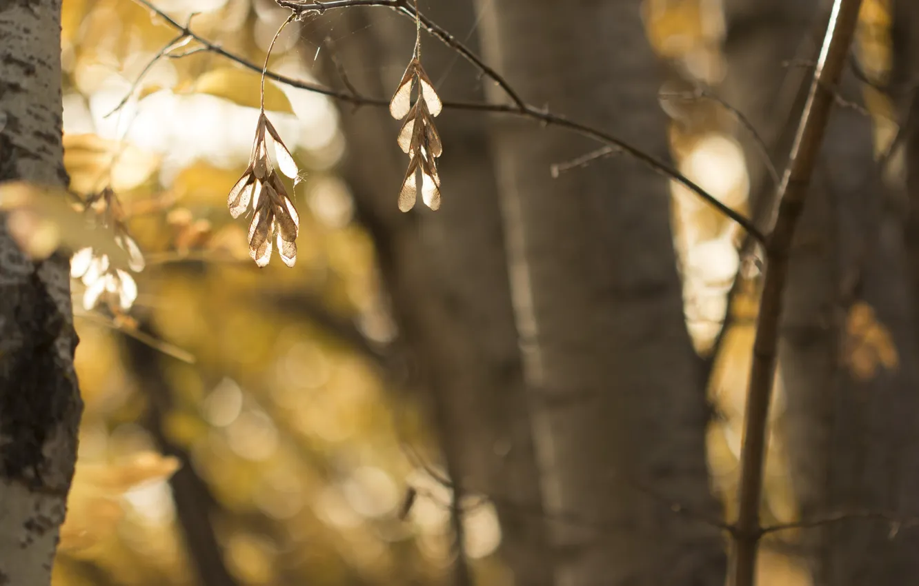 Фото обои осень, деревья, природа