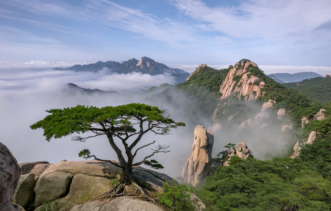 Фото обои лето, облака, пейзаж, горы, природа, дерево, Южная Корея, заповедник