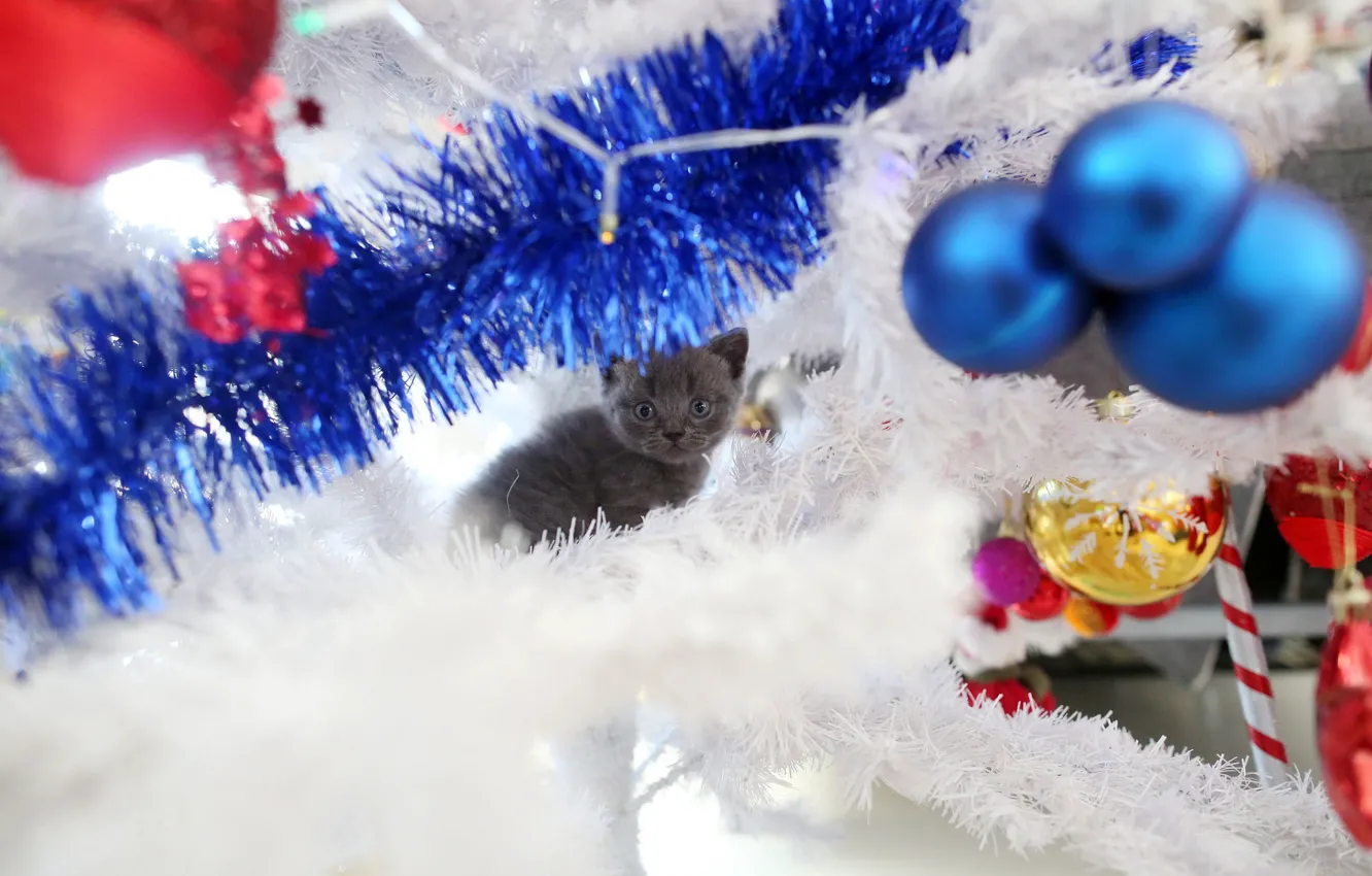 Фото обои кошка, взгляд, шарики, украшения, котенок, серый, праздник, игрушки