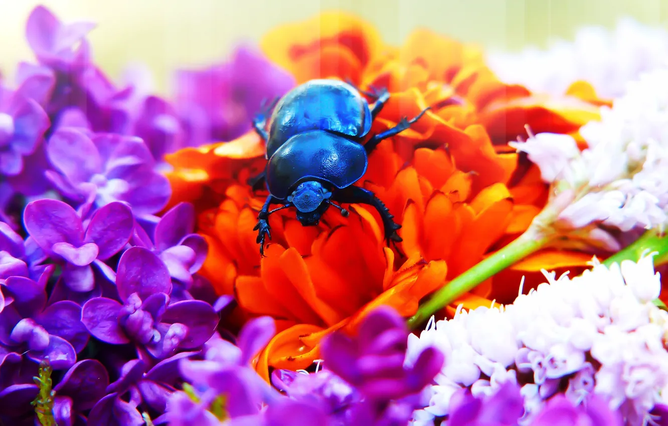 Фото обои лето, макро, цветы, синий, фон, черный, яркие, жук