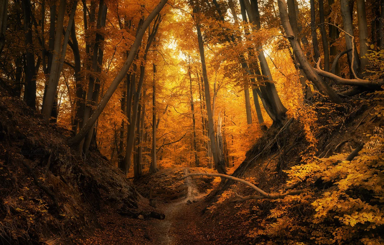 Фото обои осень, лес, деревья, Польша, тропинка, Łukasz Sieku