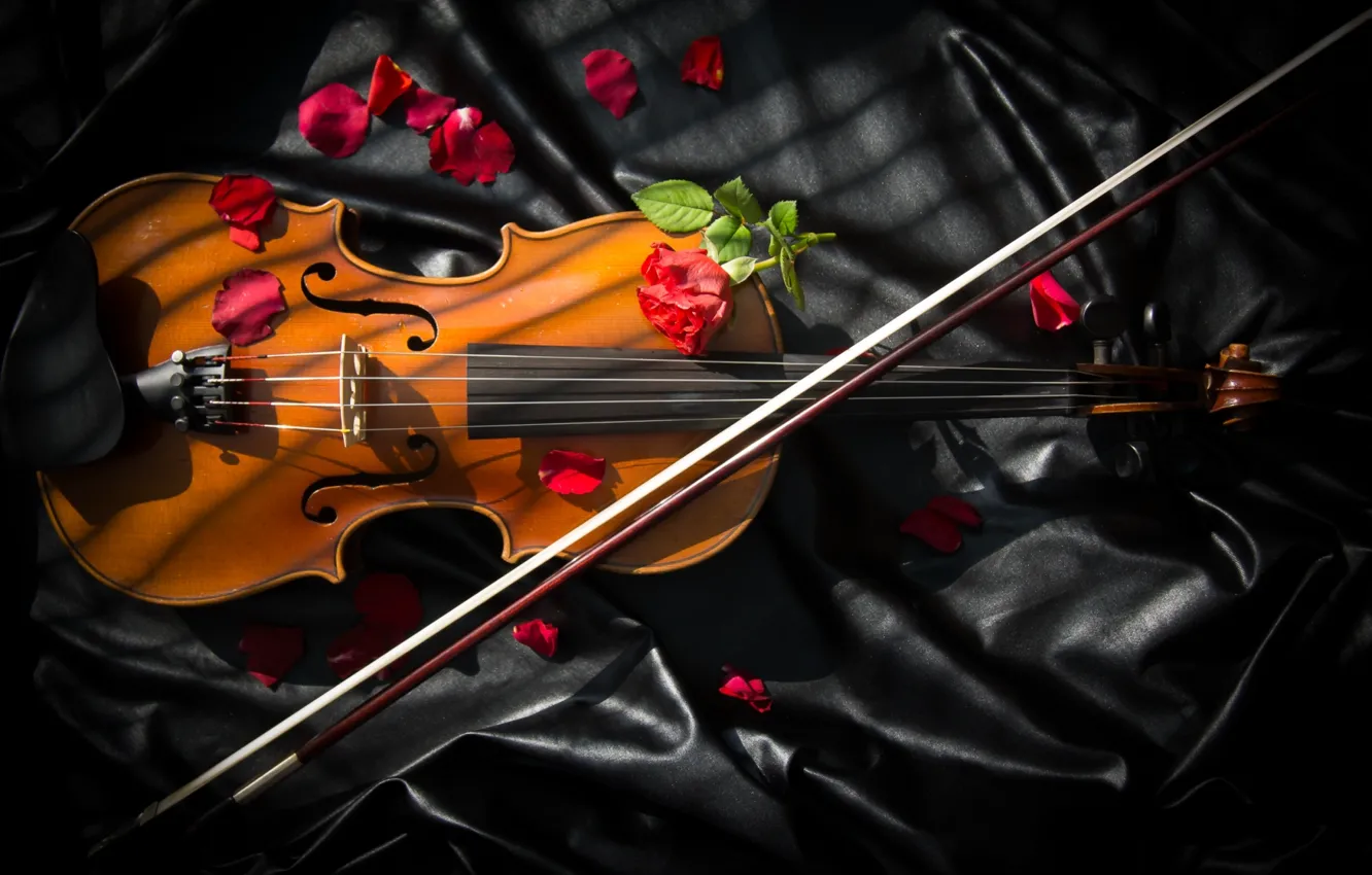 Фото обои скрипка, розы, смычок