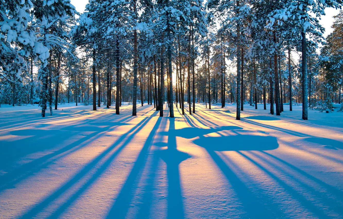 Фото обои зима, лес, лучи, снег, деревья, закат