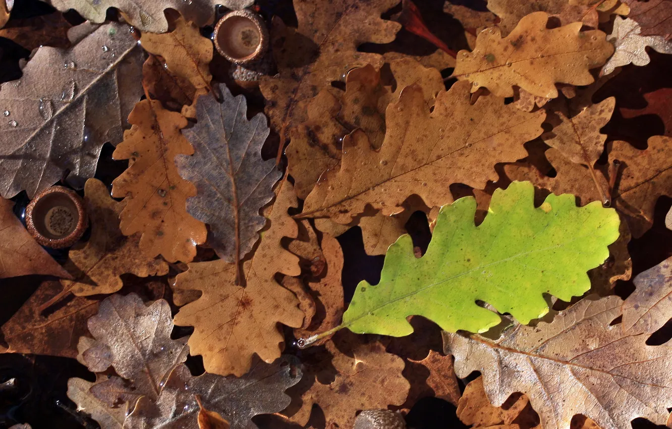 Фото обои осень, листья, природа