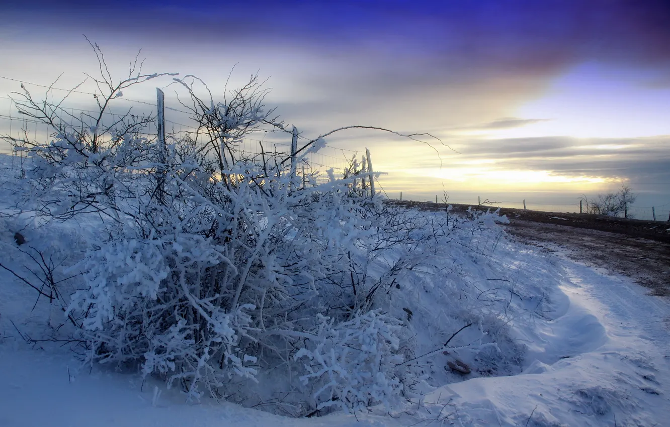 Фото обои зима, дорога, снег, закат, забор, куст