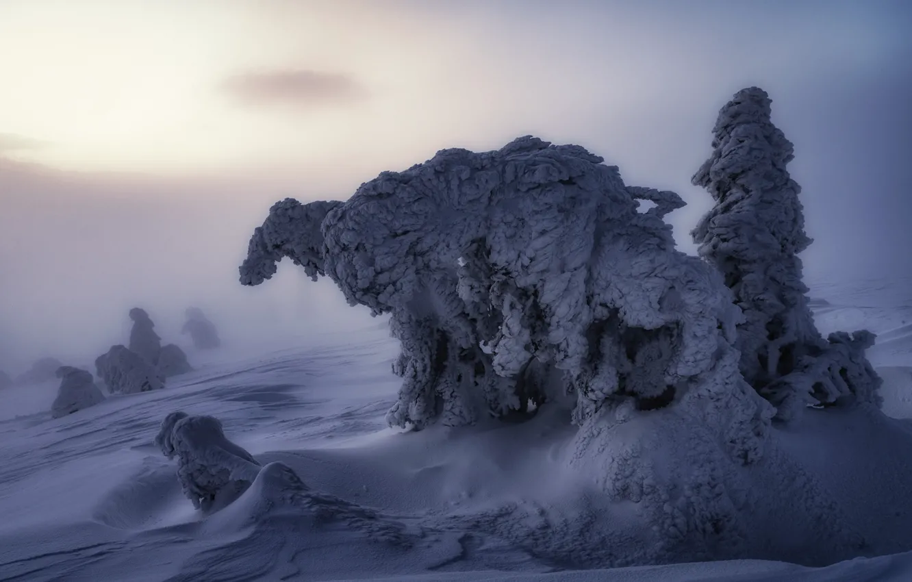 Фото обои зима, снег, деревья, пейзаж, природа, туман, утро, Бескиды