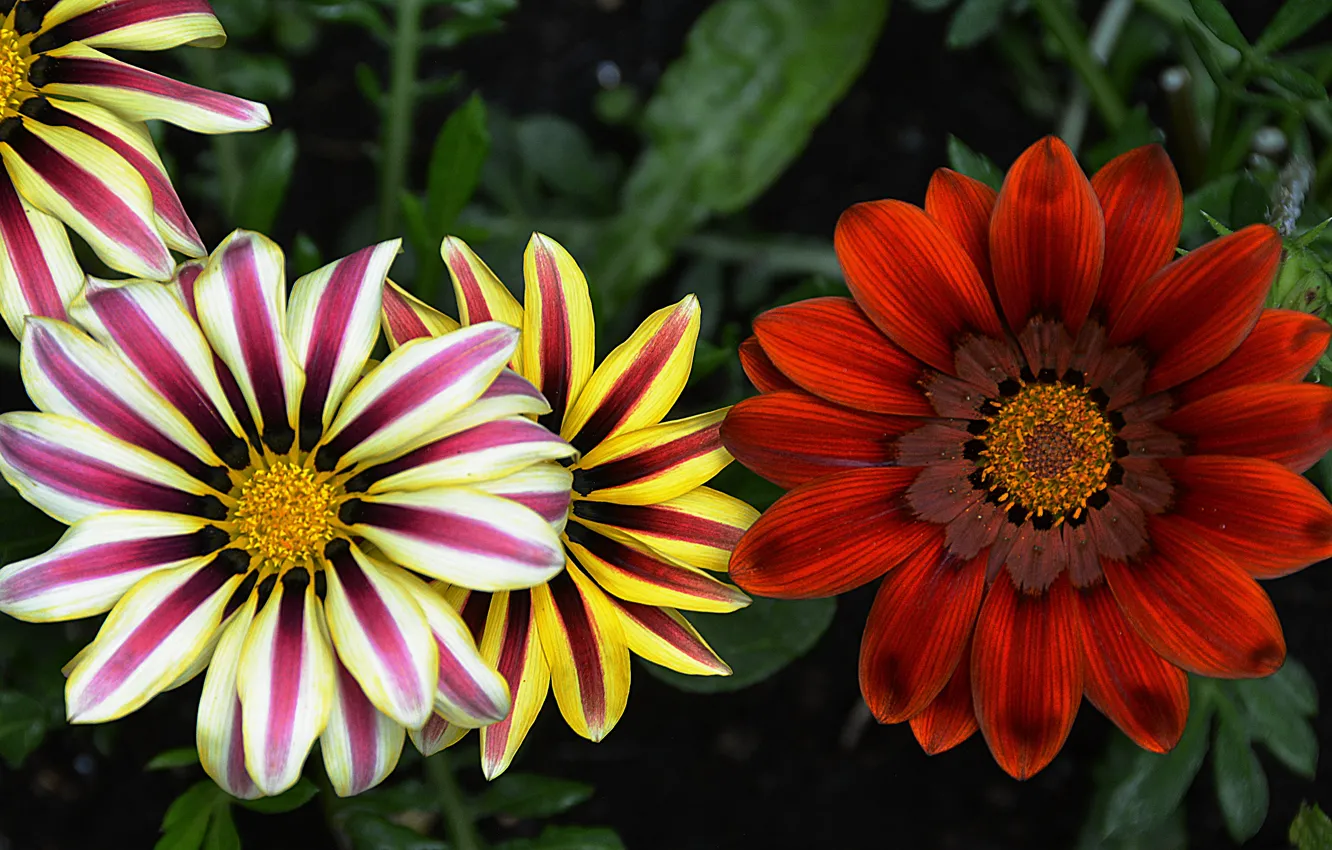Фото обои белый, цветы, красный, жёлтый, red, white, Flowers, yellow
