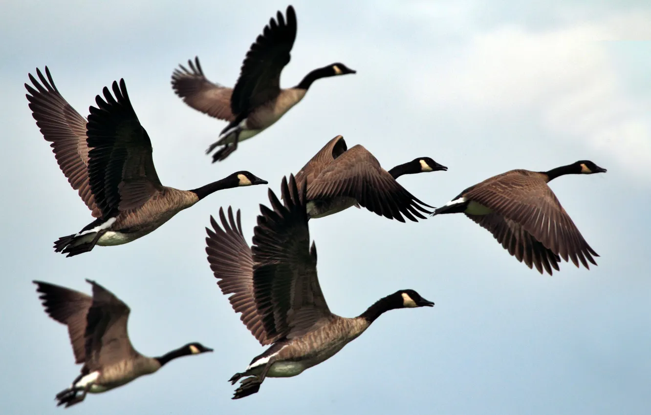 Фото обои птицы, обои, картинка, в полёте, birds, гуси, летят, geese