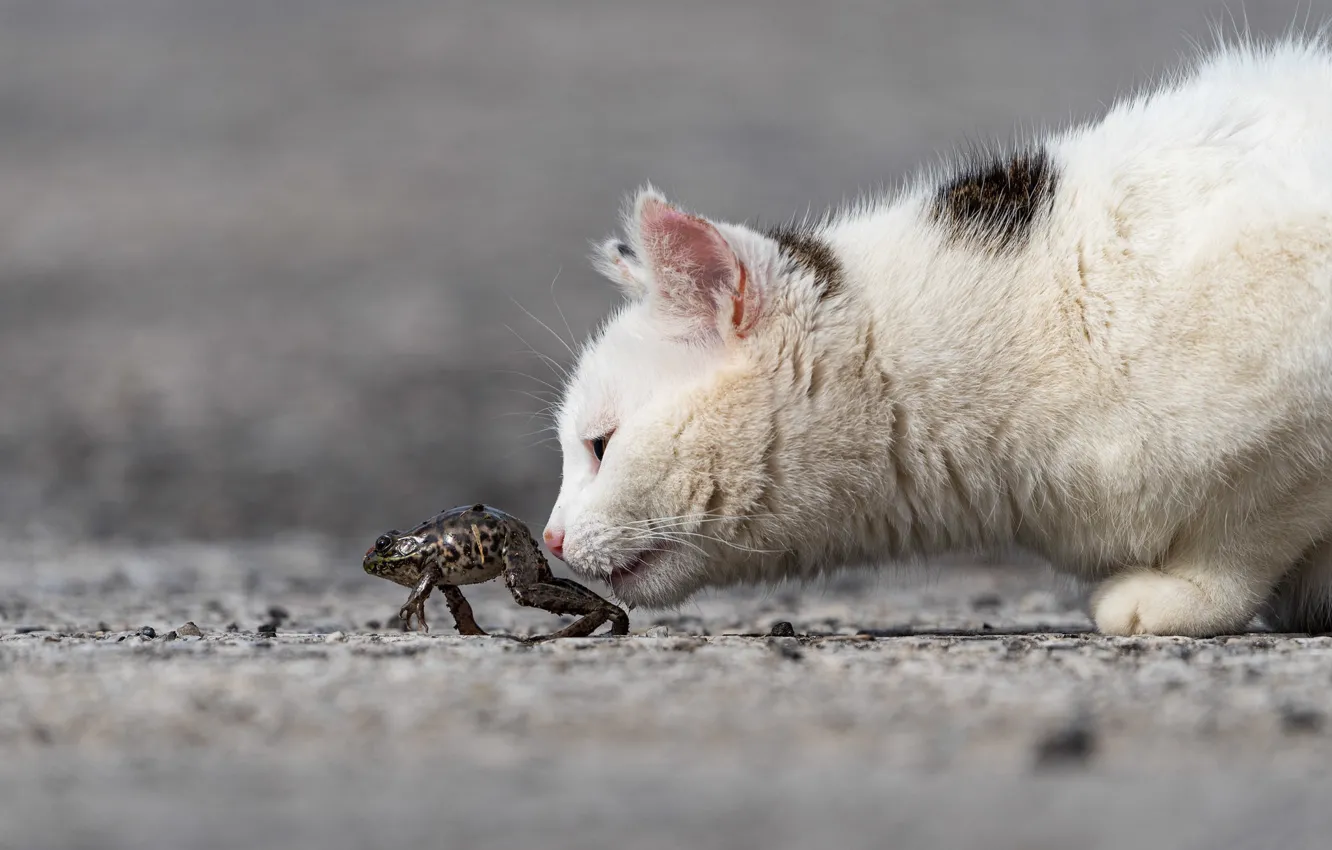 Фото обои кошка, белый, кот, морда, интерес, котенок, лягушка, профиль