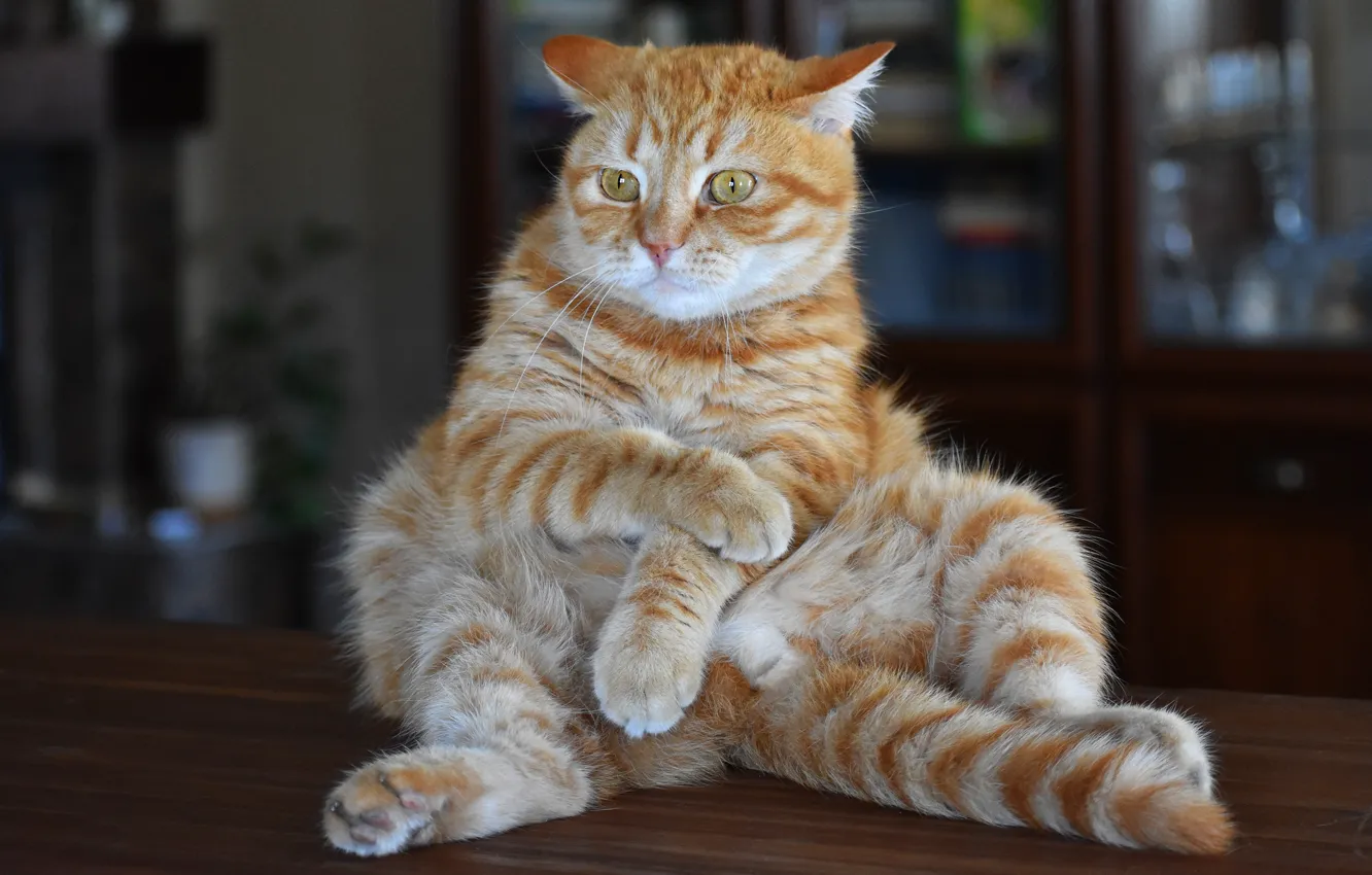 Фото обои кошка, кот, взгляд, поза, стол, комната, мебель, рыжая