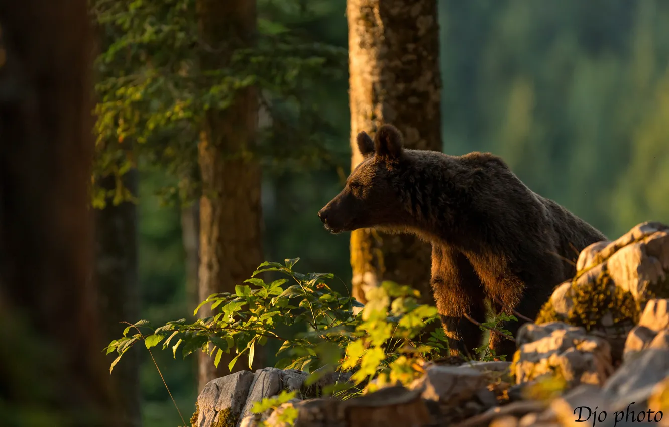 Фото обои деревья, медведь, Топтыгин