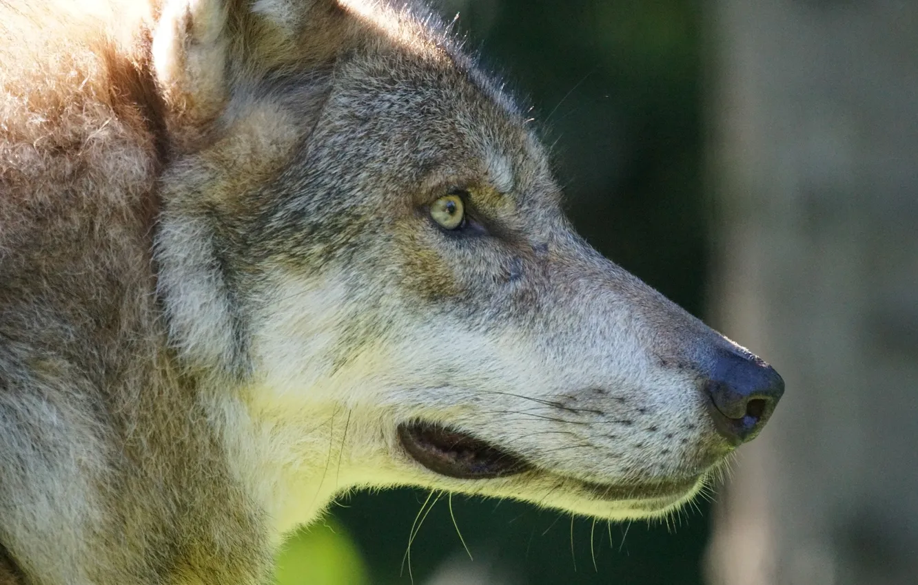 Фото обои nature, snow, predator, face, animal, wolf, wildlife, portrait