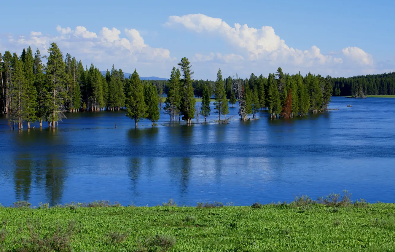 Фото обои лес, небо, деревья, озеро, река, весна, разлив, половодье