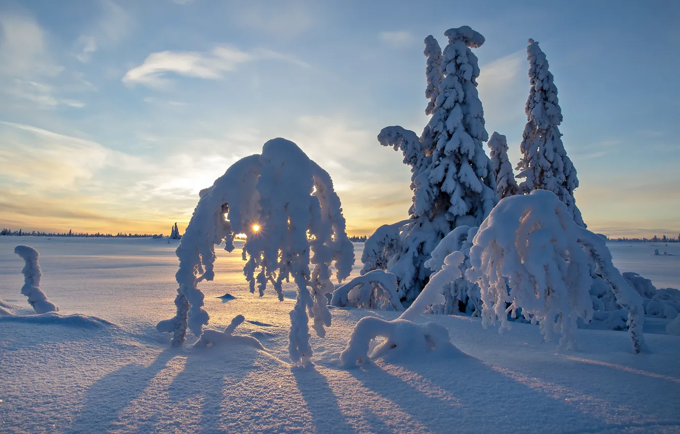 Фото обои зима, поле, небо, снег, деревья, закат